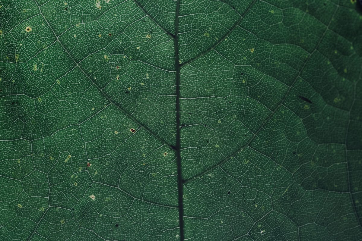 The Invention of Nature, Andrea Wulf, John Murray Publishers (2015)