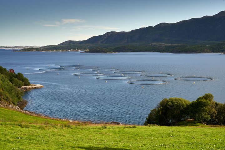 A salmon tax: could Norway’s plan share the benefits of the seas? The Guardian